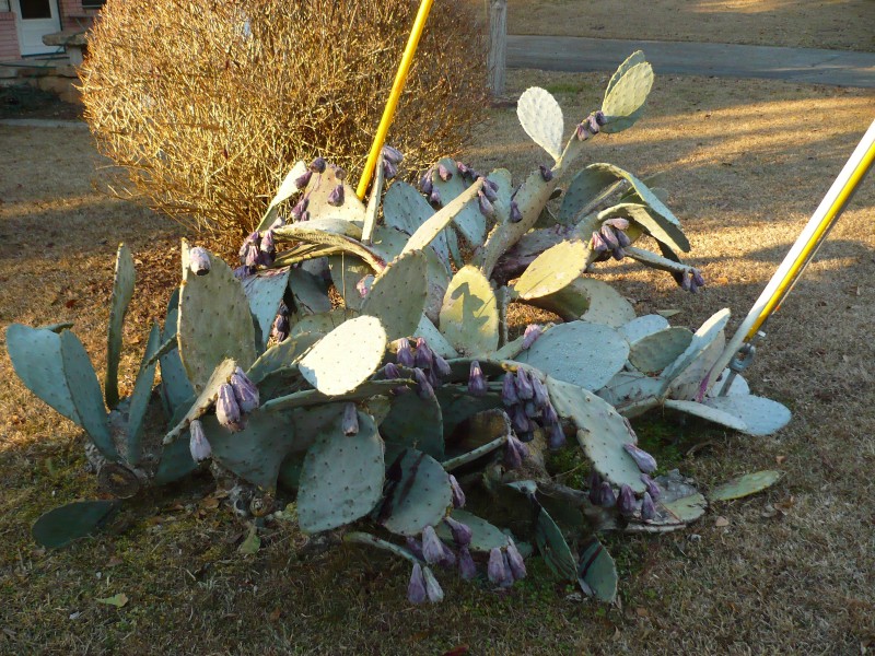 P1020123.JPG