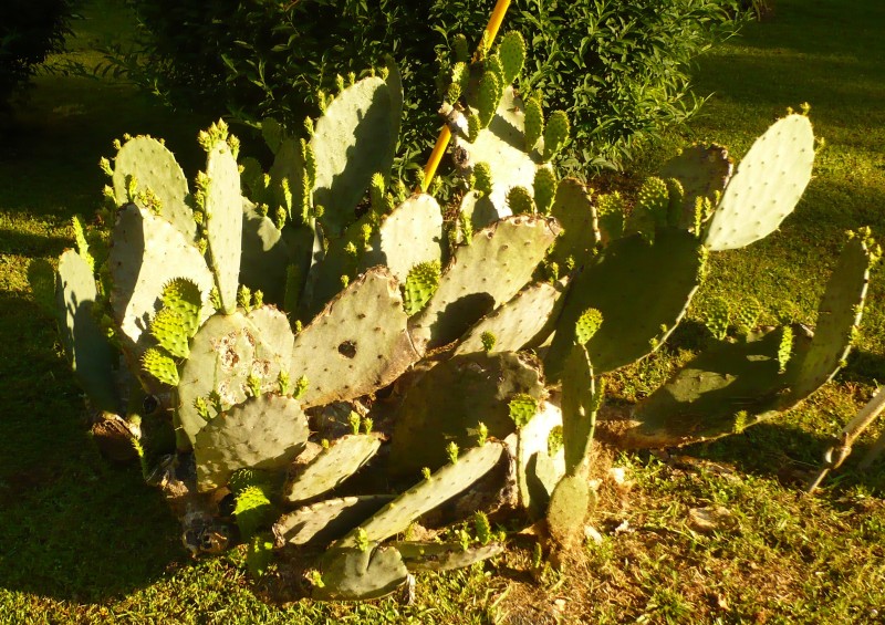 P1020162.JPG