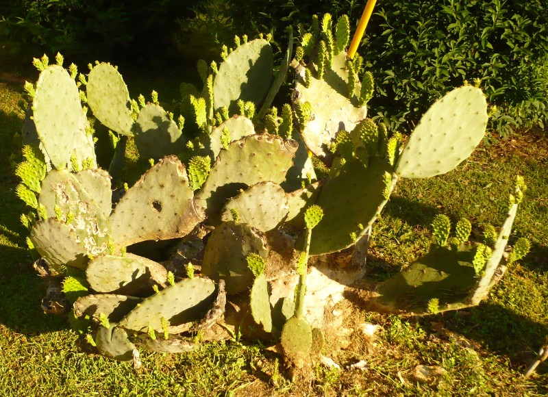P1020164.JPG