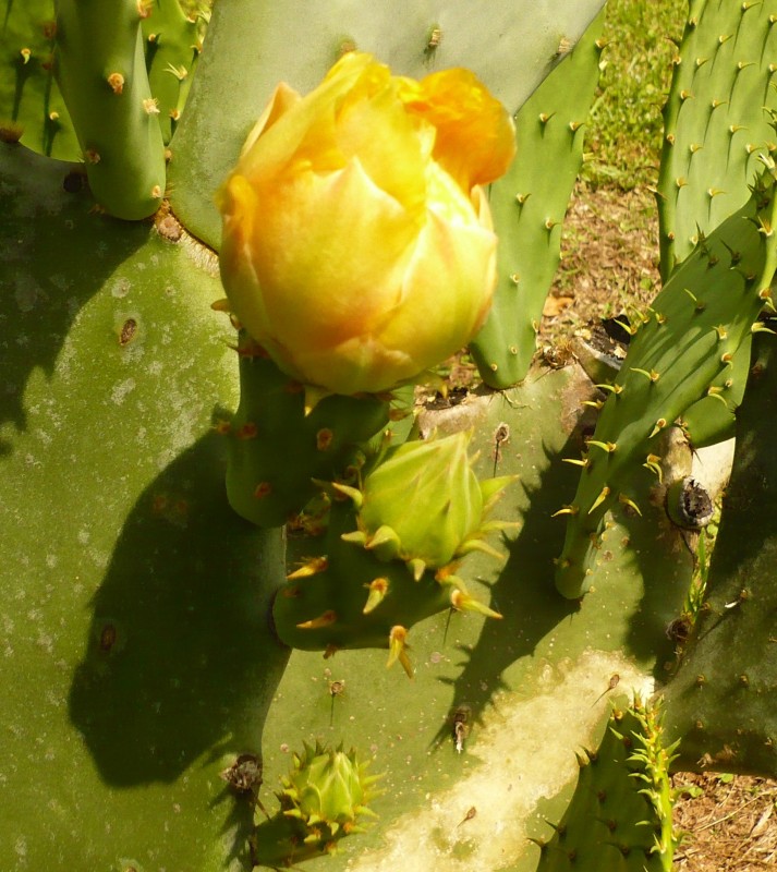 P1020168.JPG